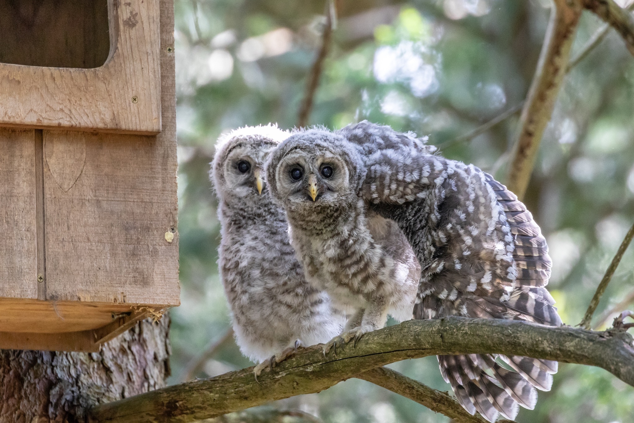 nesting-habits-of-great-horned-and-barred-owls-the-old-farmer-s-almanac